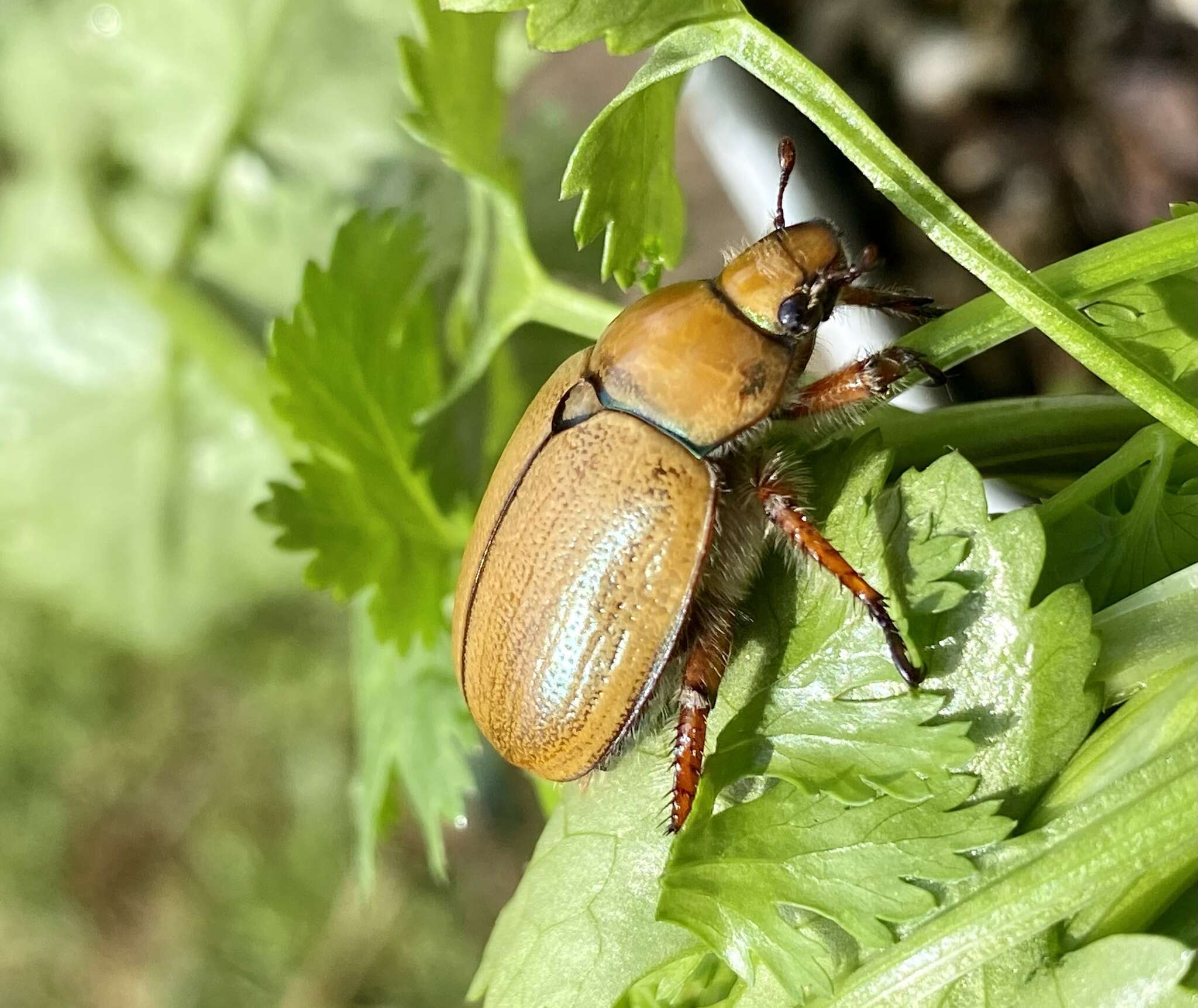 Image of Anoplognathus suturalis Boisduval 1835