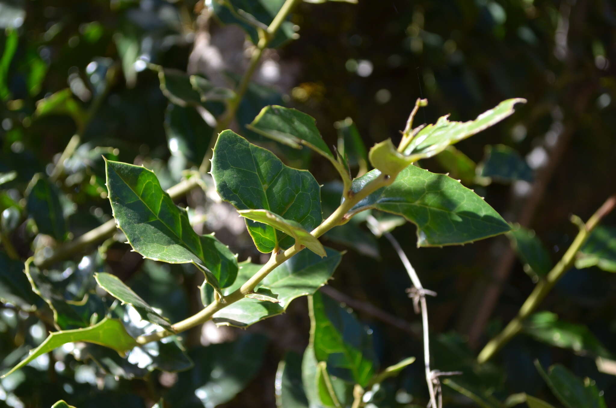 Image of Citronella mucronata (Ruiz & Pav.) D. Don