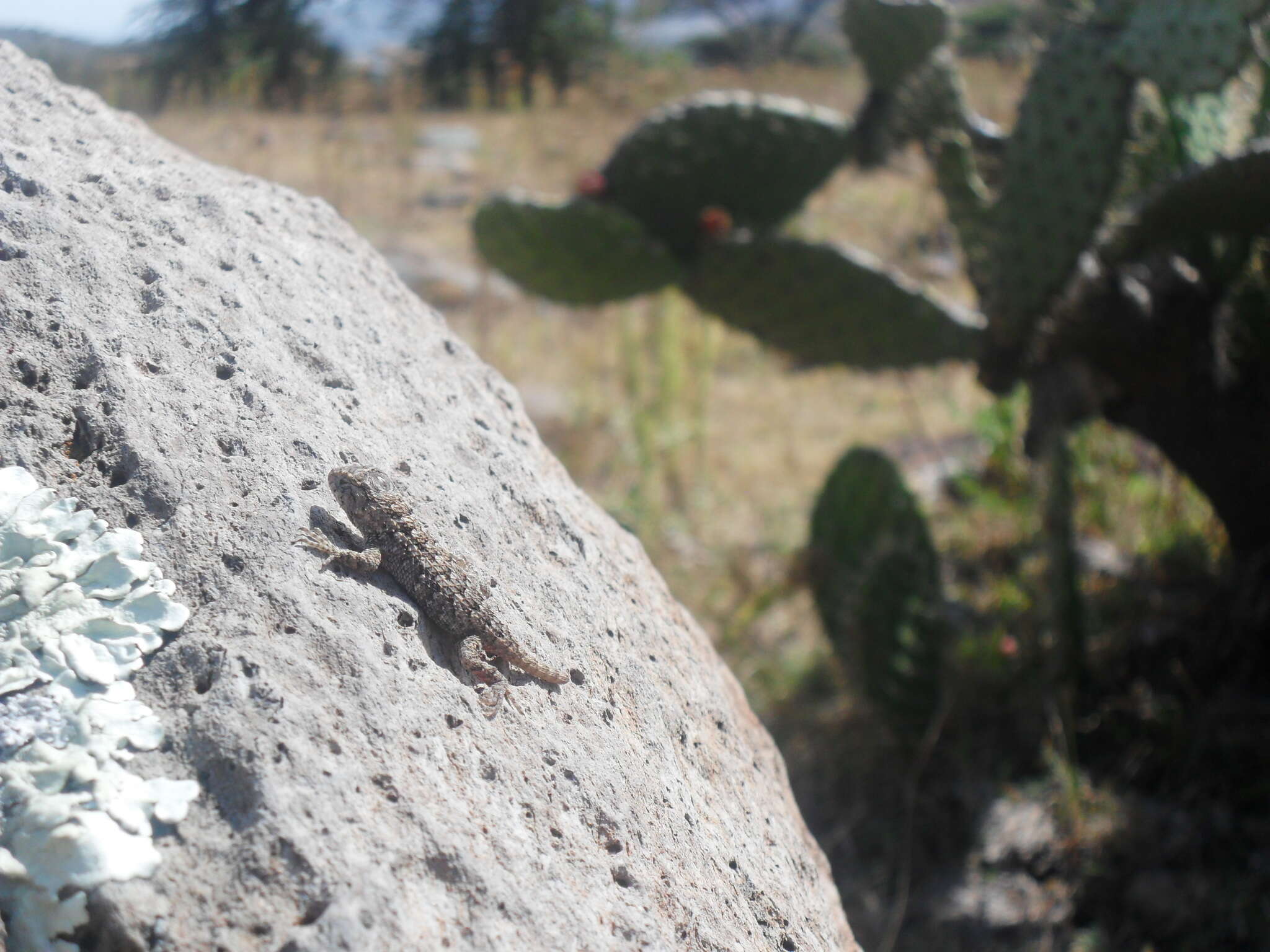 Image of Sceloporus spinosus Wiegmann 1828