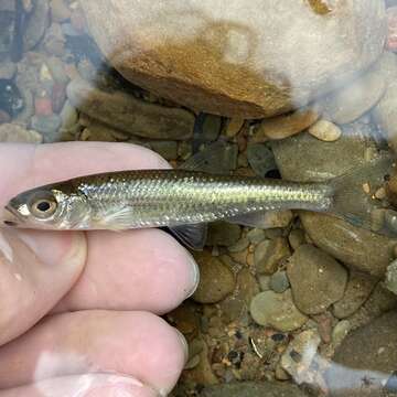 Image of Roughhead shiner