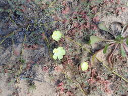 Image of Desert primrose