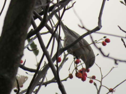 Image of Barred Warbler