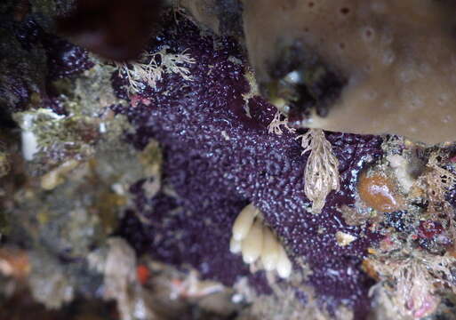 Image of Purple Slippery Sponge