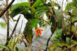 Image of Brick-Red Caiophora