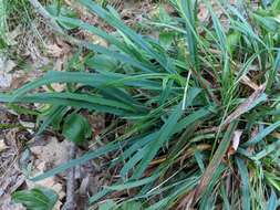 Sivun Carex laxiculmis var. laxiculmis kuva