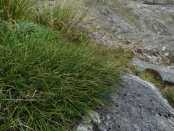 Image of Chionochloa ovata (Buchanan) Zotov