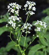 Image of Cochlearia megalosperma (Maire) Vogt