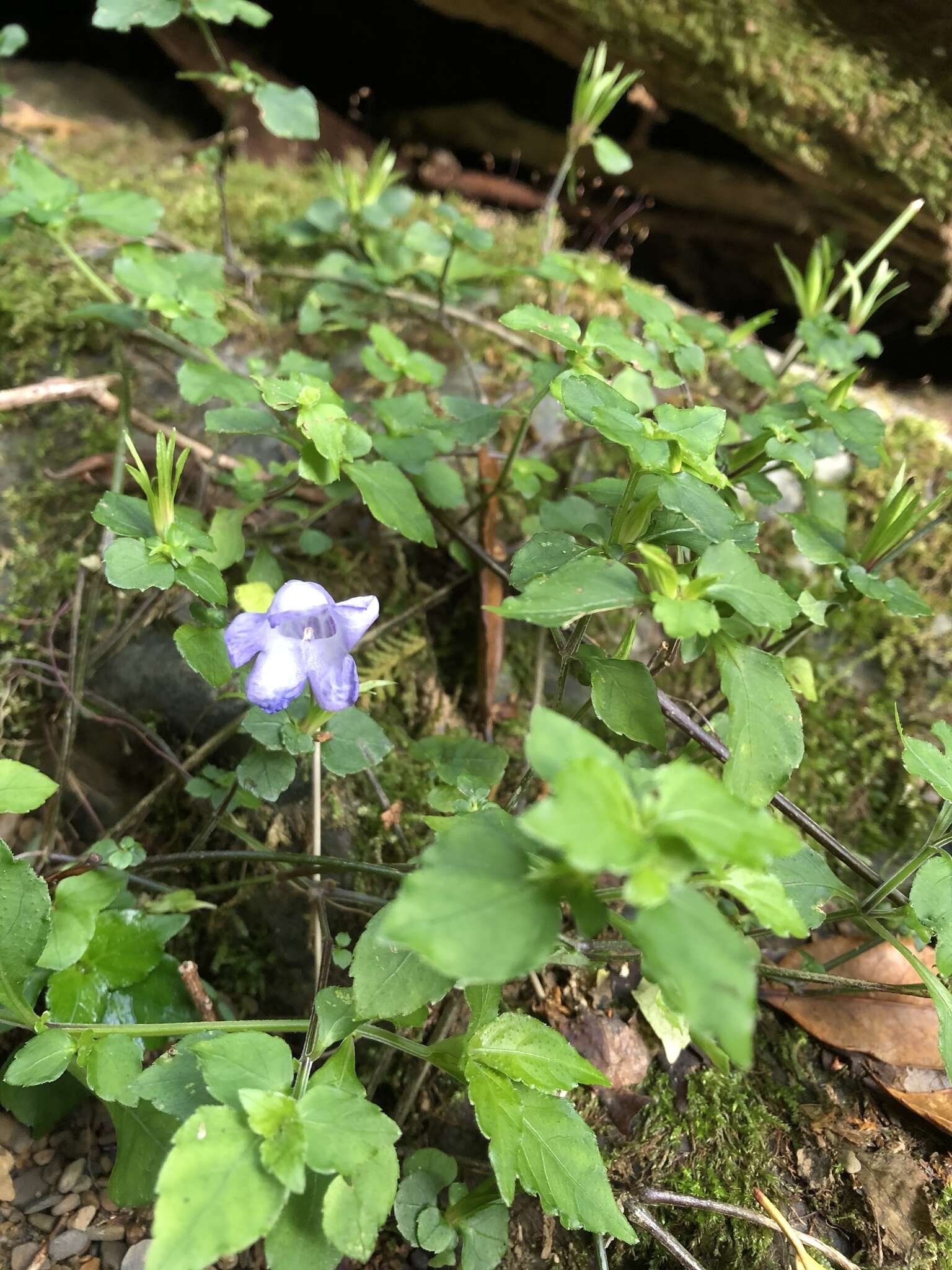 Strobilanthes rankanensis Hayata resmi