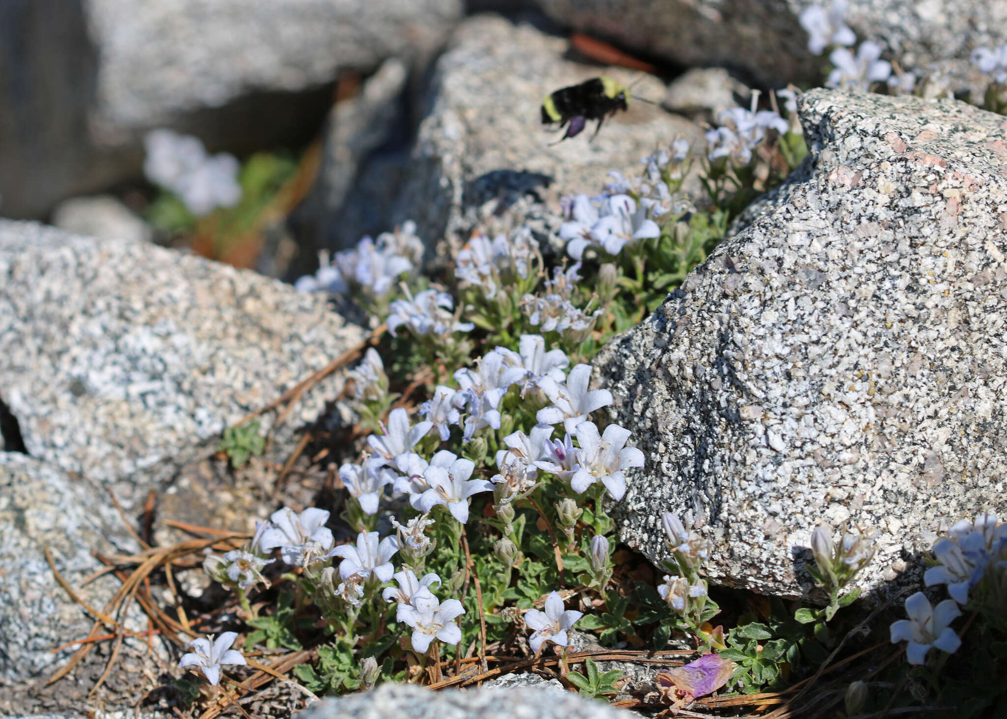 Image of Castle Crags bellflower