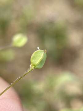 Image of Panoche pepperweed