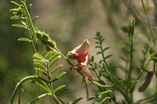 Слика од Indigofera heterotricha DC.