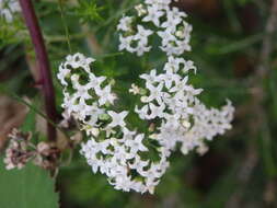 Image of Galium broterianum Boiss. & Reut.