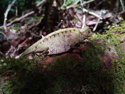 Image of Perinet Leaf Chameleon