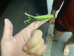 Image de Stagmatoptera praecaria Linne 1758