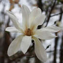 Image of Magnolia loebneri Kache