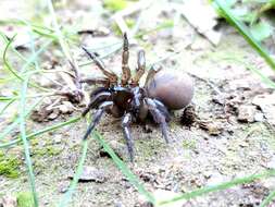 Image of Aliatypus gulosus Coyle 1974