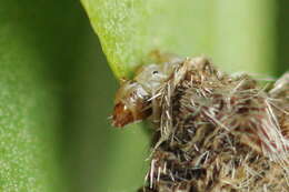 Image of Coleophora saturatella Stainton 1850