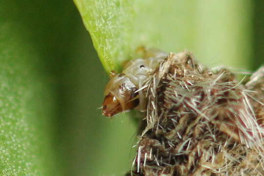 Image of Coleophora saturatella Stainton 1850