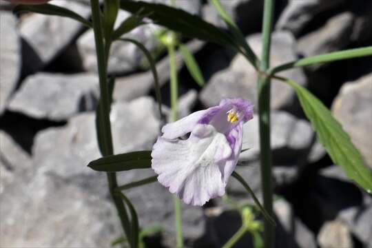 Image of Galeopsis reuteri Rchb. fil.