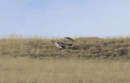 Image of Altai Snowcock