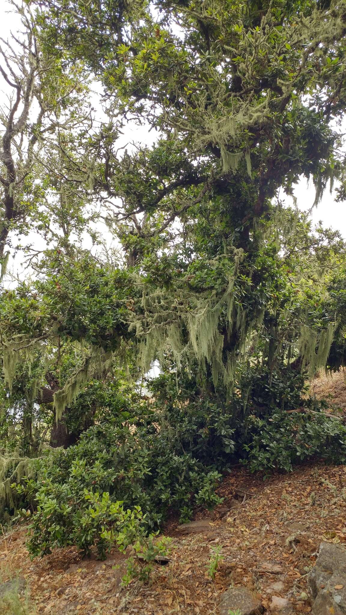 Image of island live oak