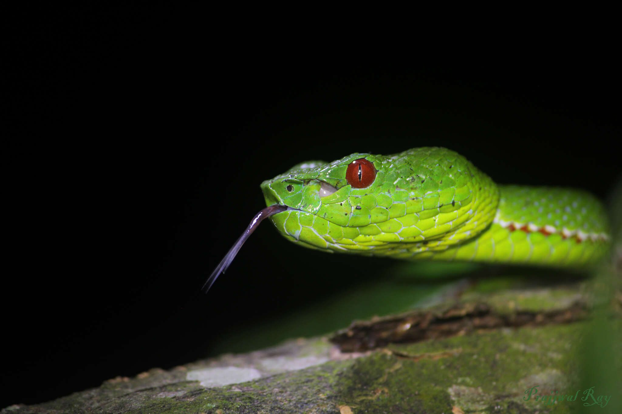 Image of Pope's pit viper