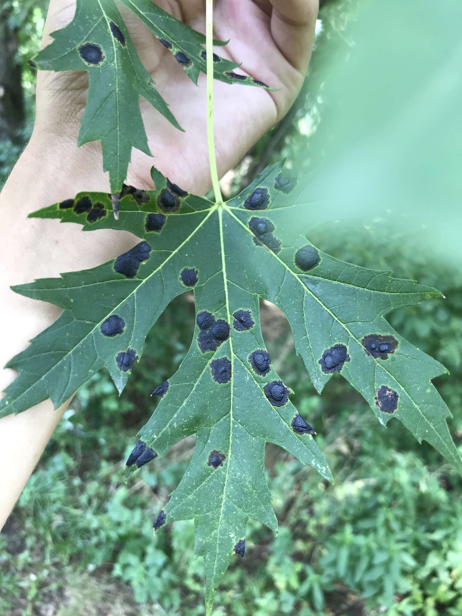 Image of Rhytisma americanum Hudler & Banik 1998