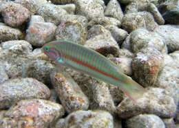 Image of Klunzinger's wrasse