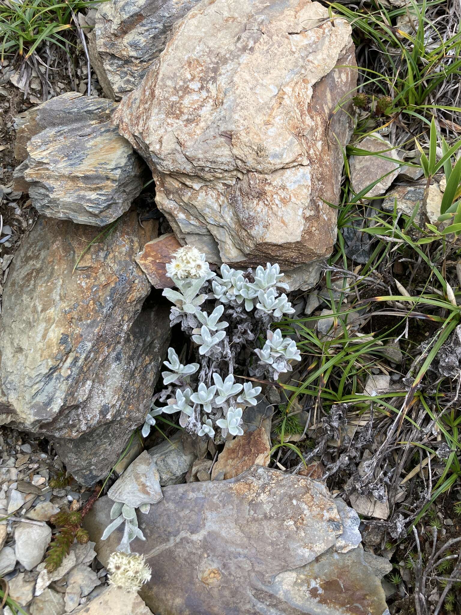 Plancia ëd Anaphalis nepalensis (Spreng.) Hand.-Mazz.