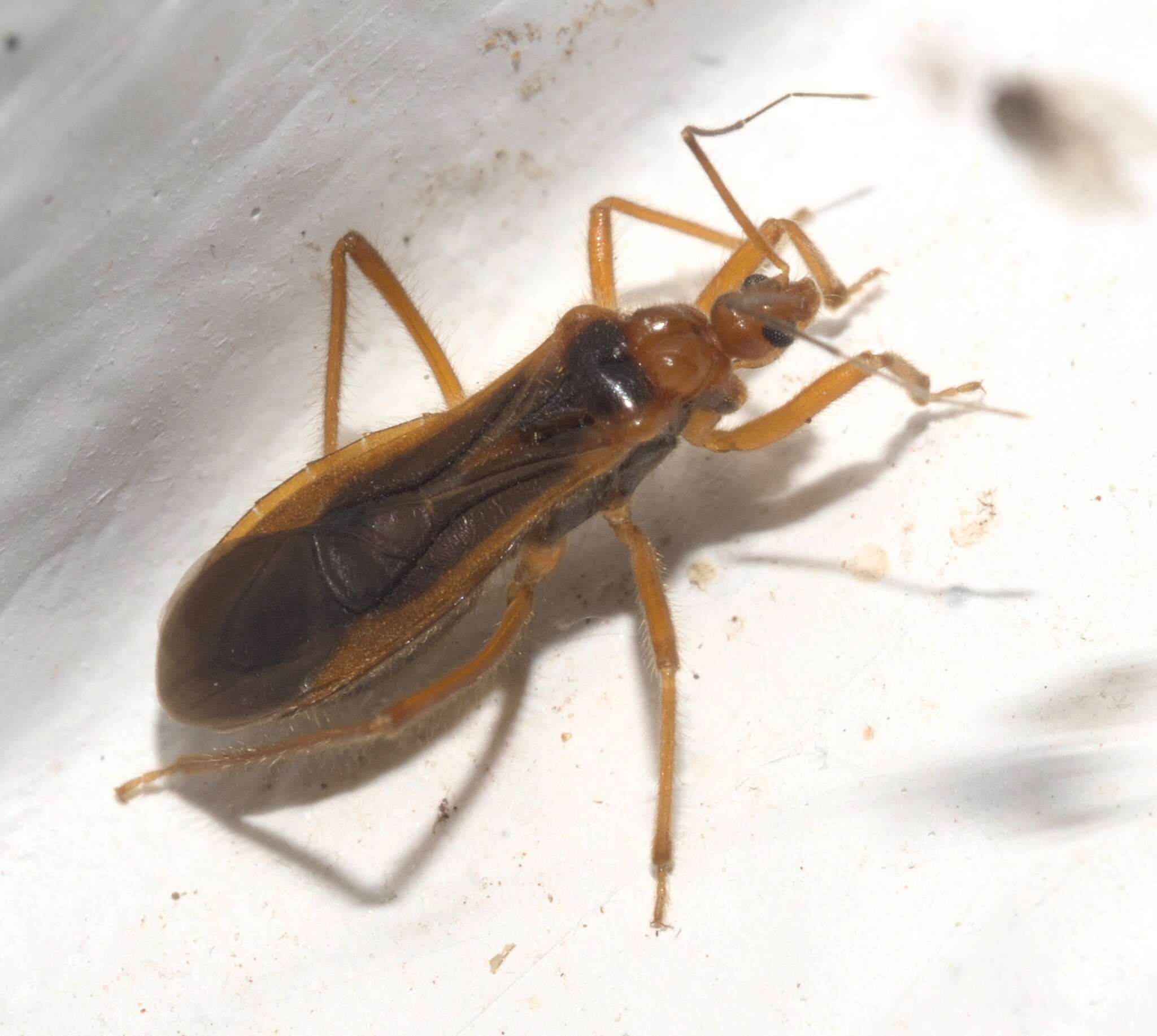 Image of Oncerotrachelus acuminatus (Say 1832)