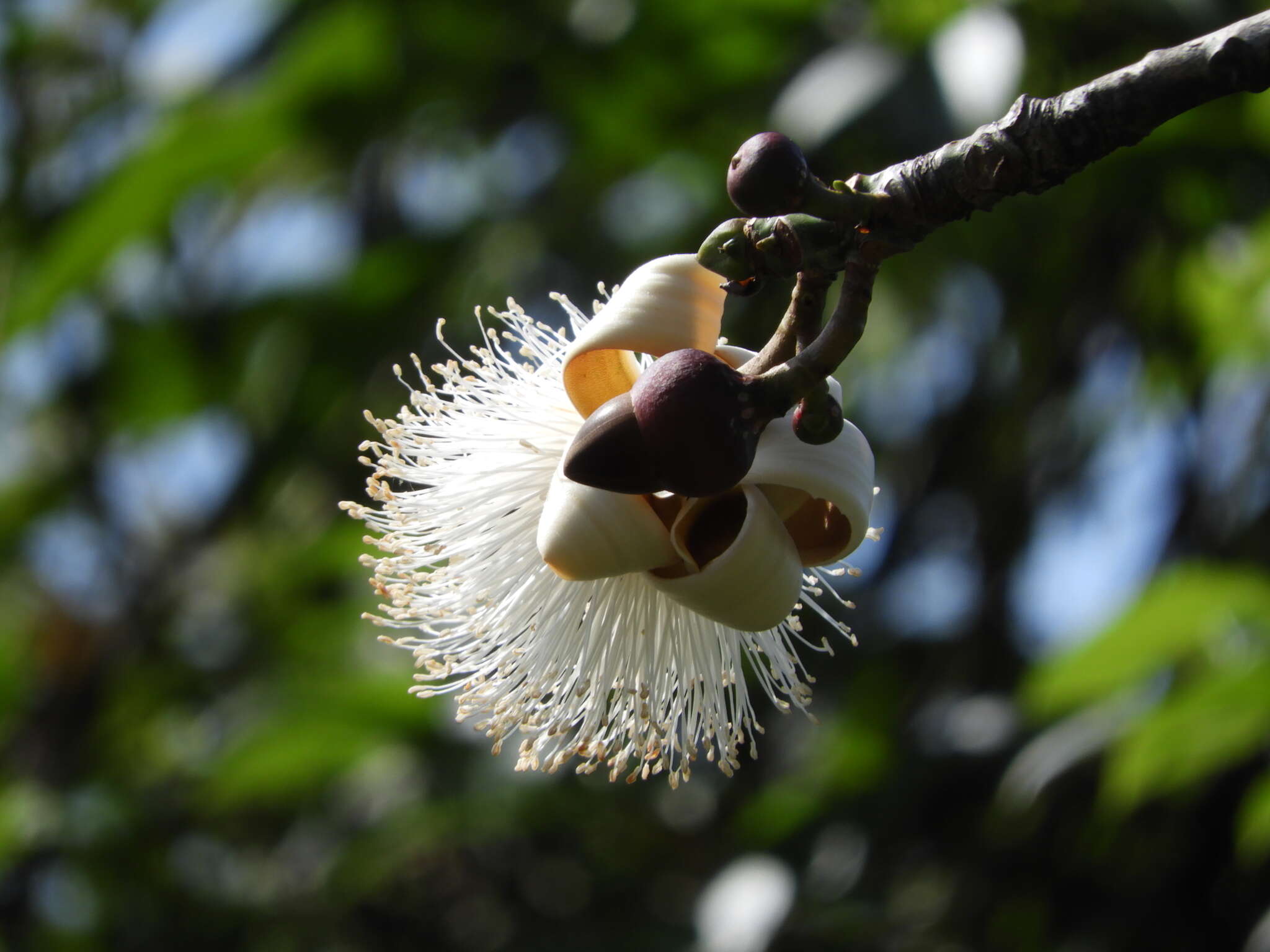 Image of Barrigon Kapoktree