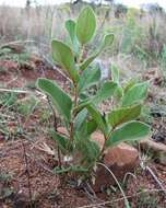 Image of Diospyros galpinii (Hiern) De Winter