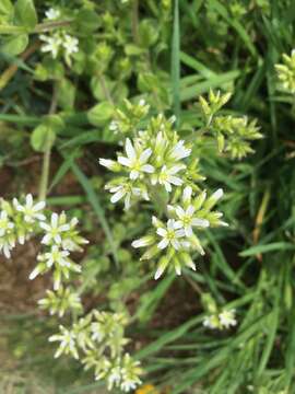 Image of sticky chickweed