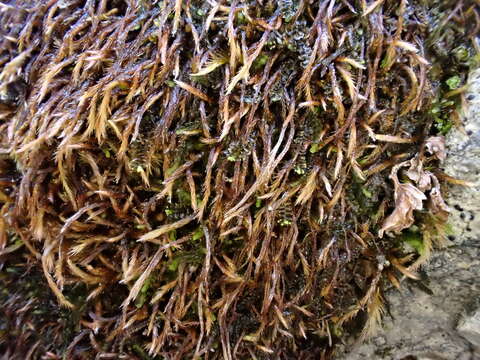 Image of intricate orthothecium moss