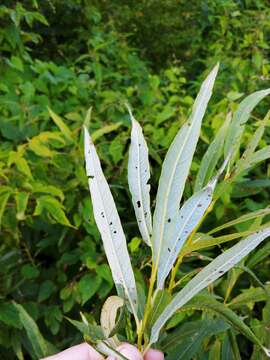 Image de Salix viminalis var. gmelinii (Pall.) Andersson