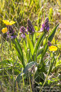 Image of Dactylorhiza maculata subsp. islandica (Á. Löve & D. Löve) Soó