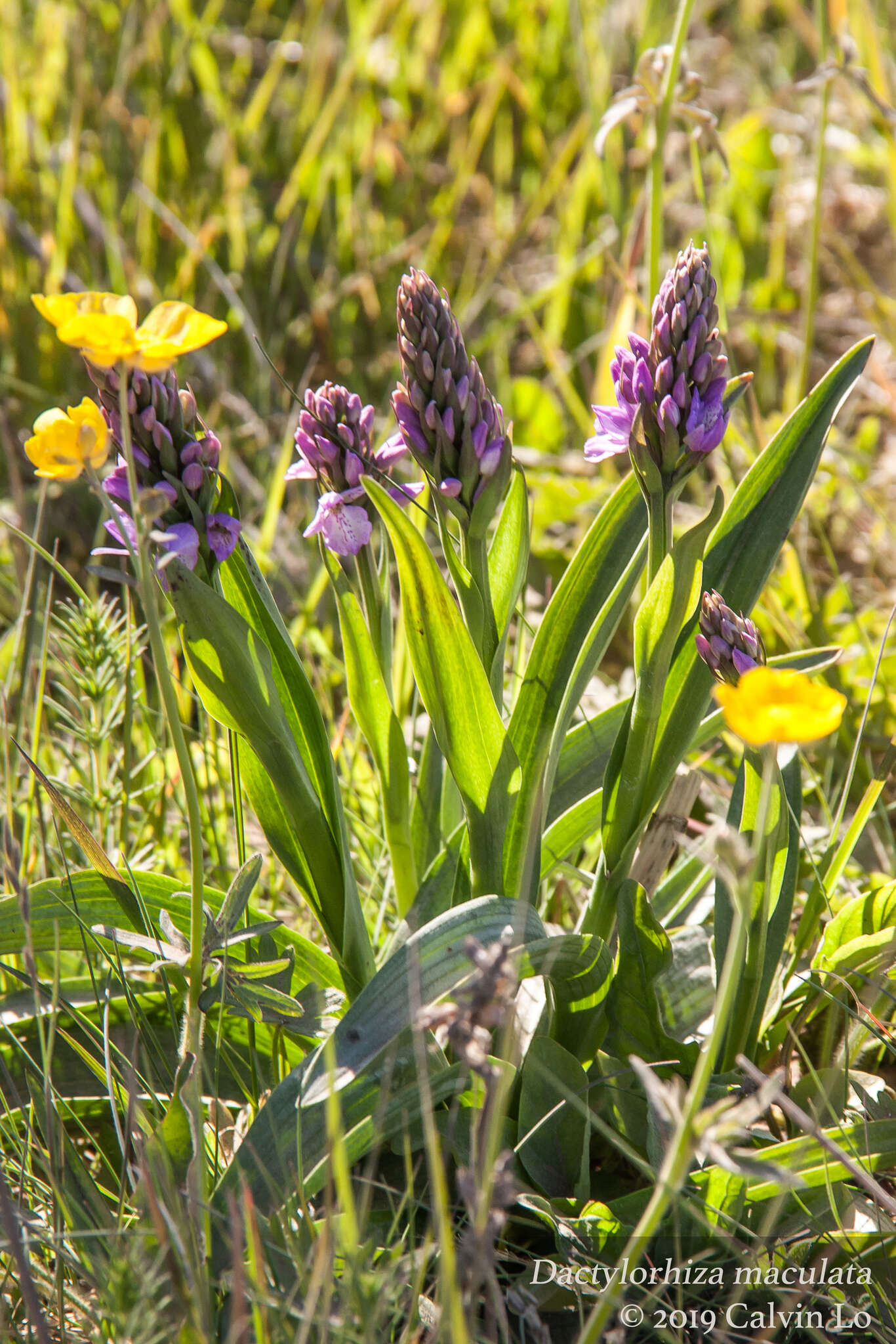 Image of Dactylorhiza maculata subsp. islandica (Á. Löve & D. Löve) Soó