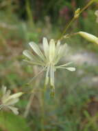 Image de Silene saxatilis Sims