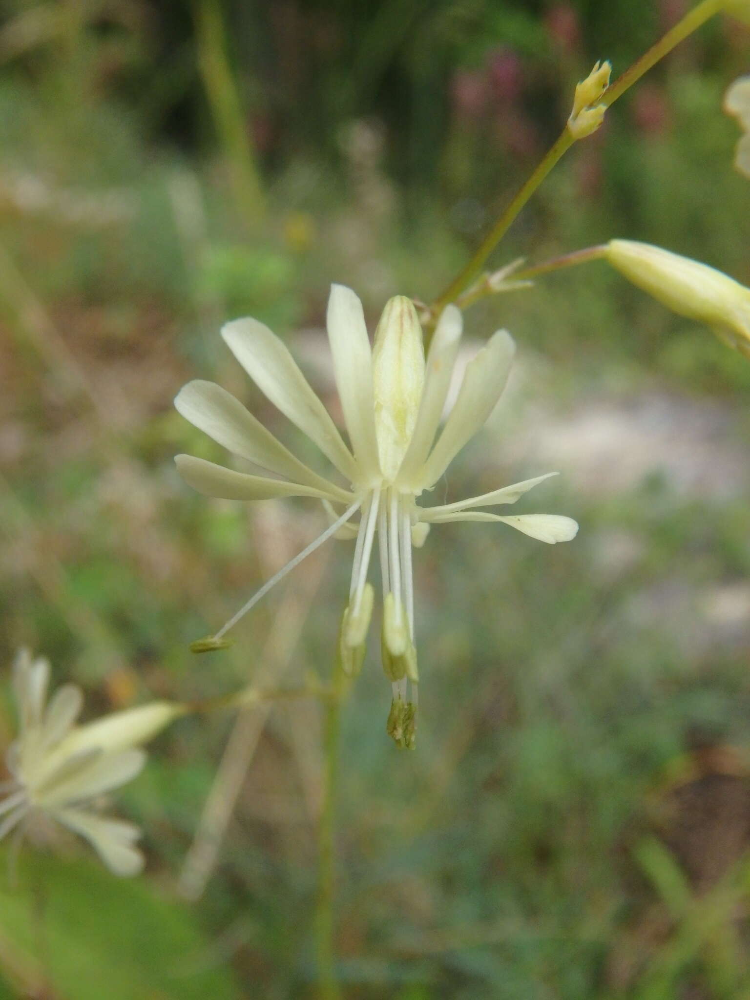 Image de Silene saxatilis Sims