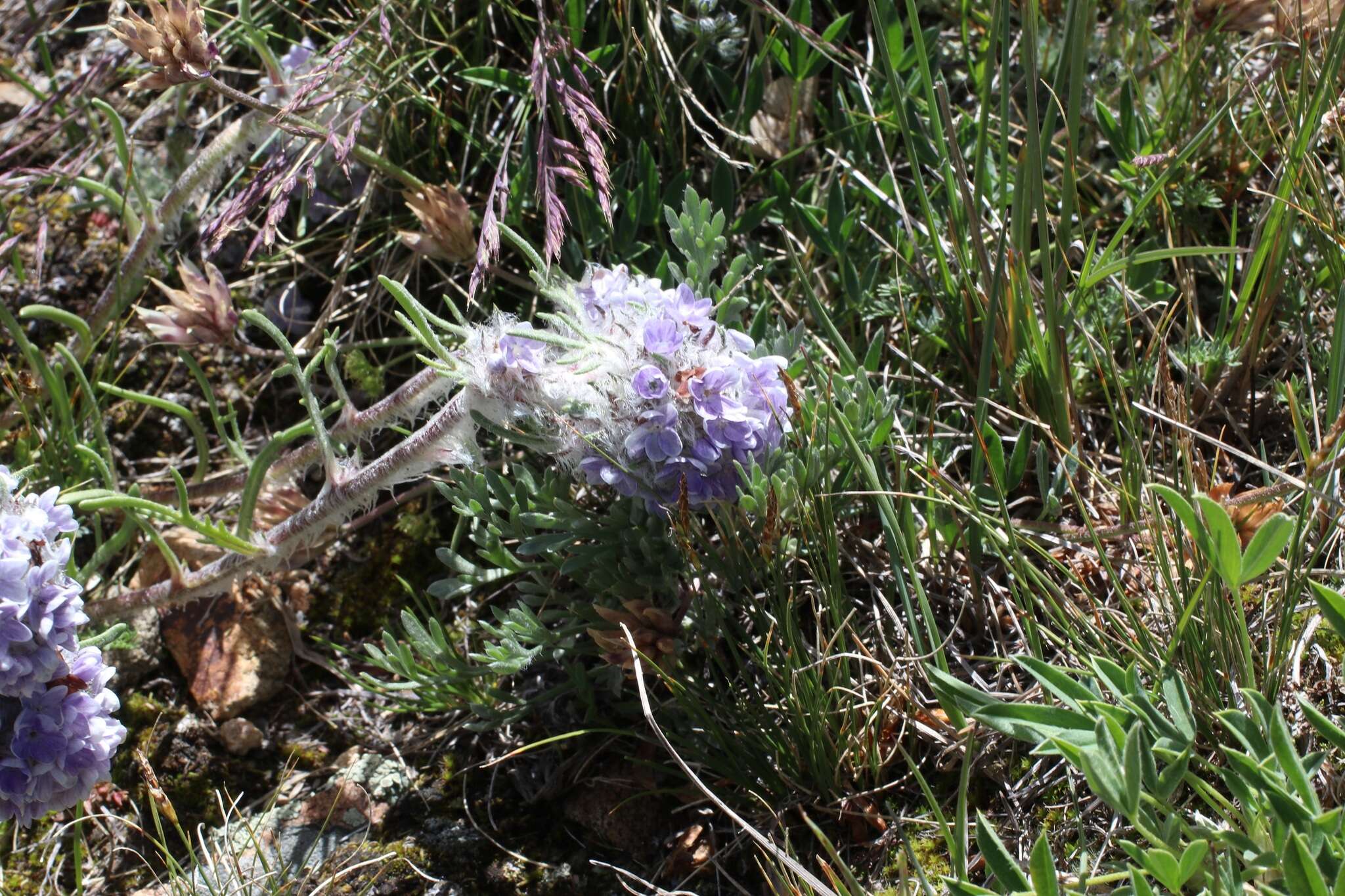 Plancia ëd Ipomopsis globularis (Brand) W. A. Weber