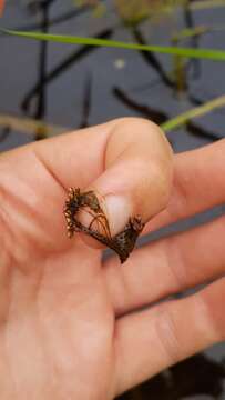 Image of Azolla filiculoides subsp. cristata (Kaulf.) Fraser-Jenk.