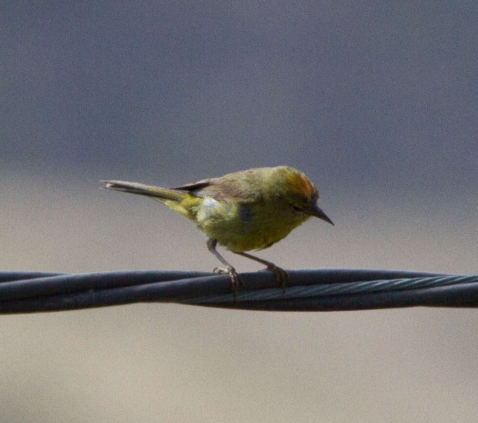 Слика од Leiothlypis celata sordida (Townsend & CH 1890)