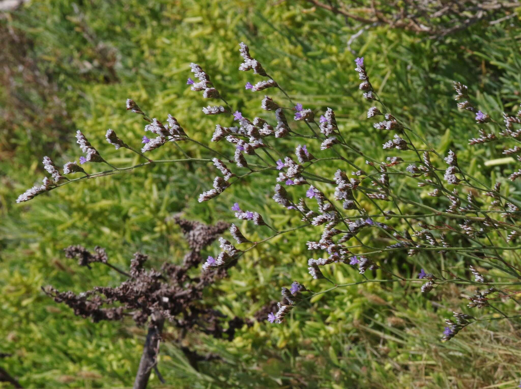 Image of Algerian sea lavender