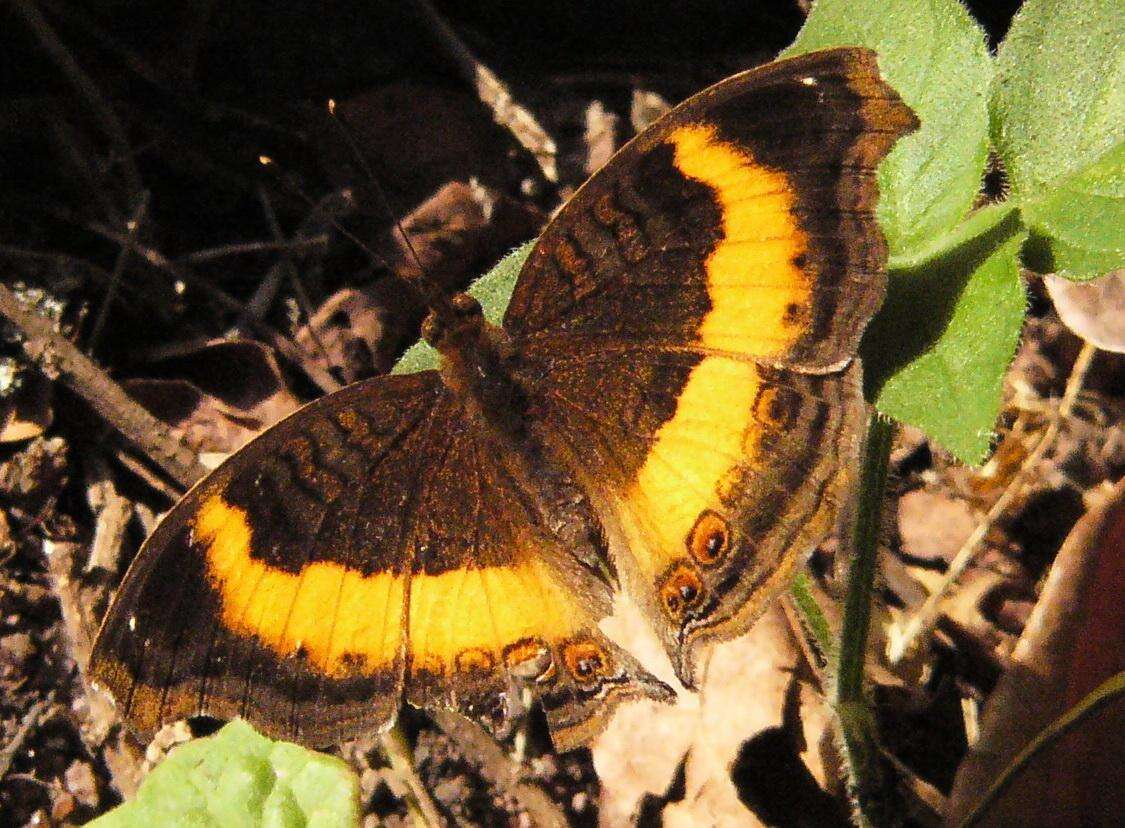 Plancia ëd Junonia terea elgiva Hewitson 1864