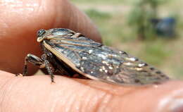 Image of Proarna bufo Distant 1905