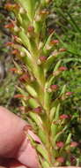 Imagem de Disa densiflora (Lindl.) Bolus