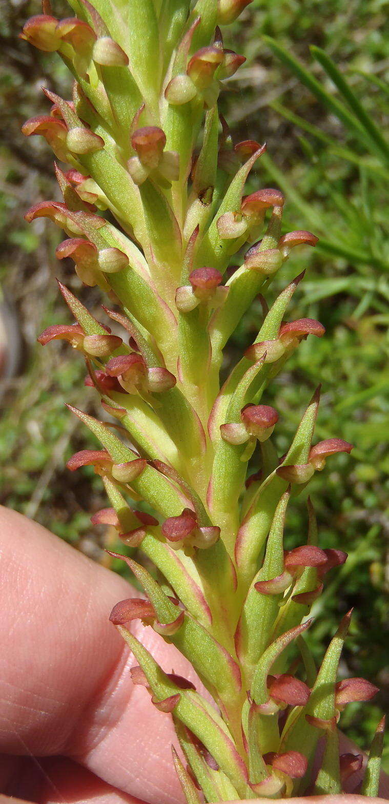 Imagem de Disa densiflora (Lindl.) Bolus