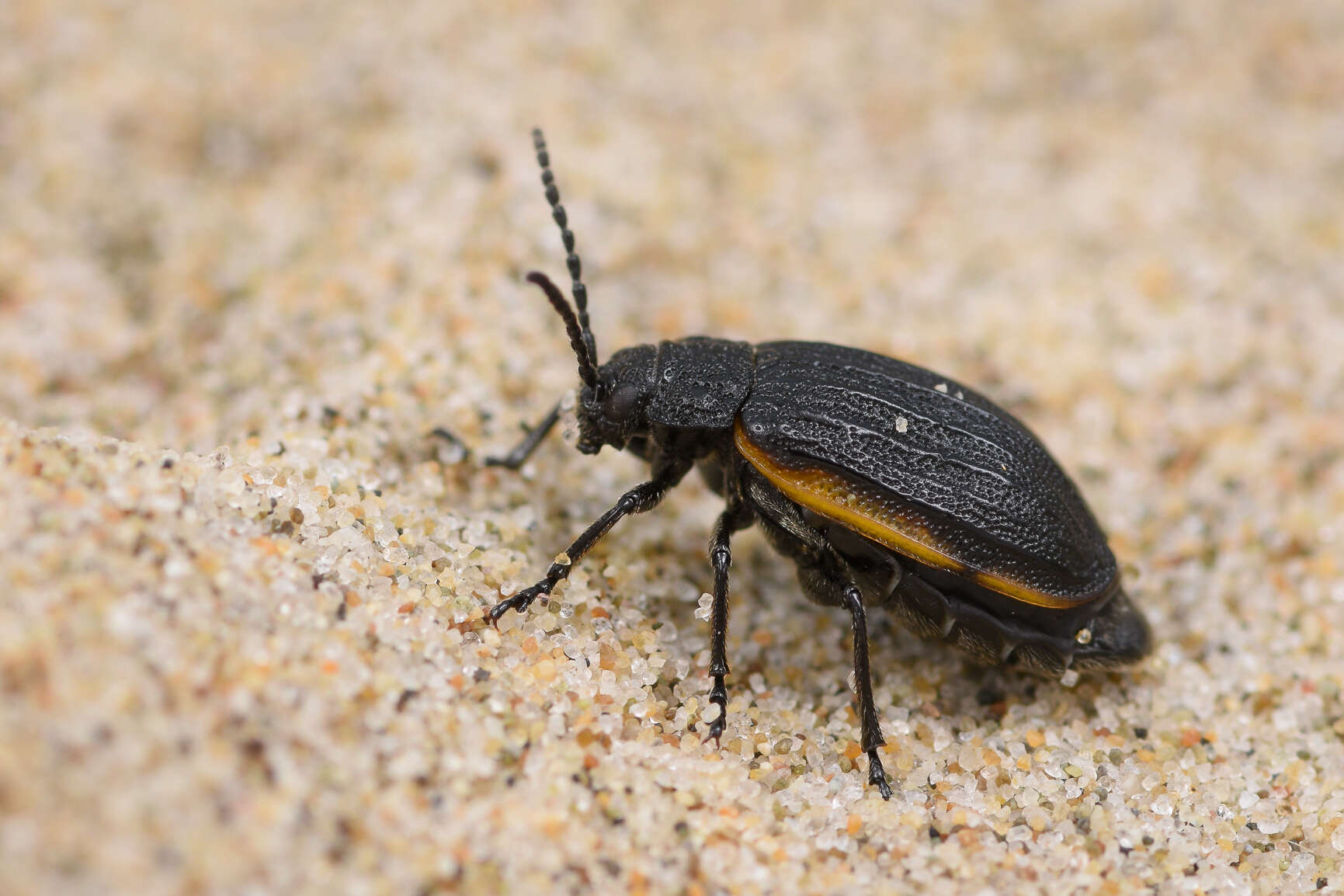 Image of Galeruca (Galeruca) rudis J. L. Le Conte 1857