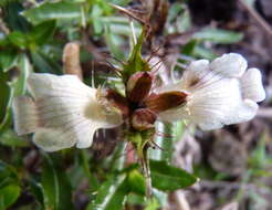 Imagem de Blepharis capensis (L. fil.) Pers.