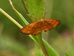 Image of Idaea flaveolaria